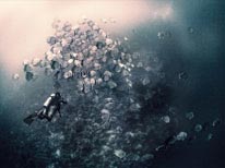 personal red sea, underwater photography