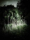personal iphoneonly photography