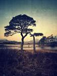 personal iphoneonly photography
