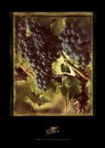 stories Nederburg Wine photography